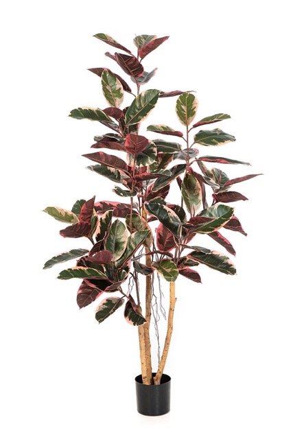 56706NR-iskusstvennyi-fikus-red-ruby-170-cm